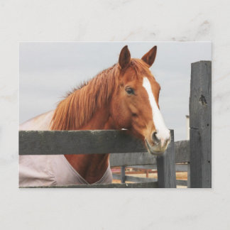 Postal Caballo Con Una Masa En La Esquina De La Cercanía