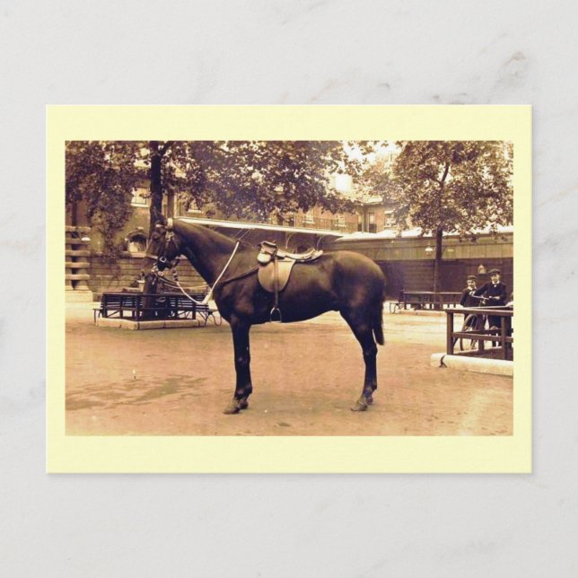 Postal Caballo con vintage de silla (Anverso)