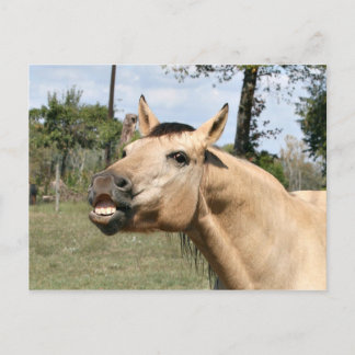Postal Caballo conversando