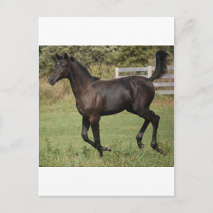 Postal Caballo Corriendo-2