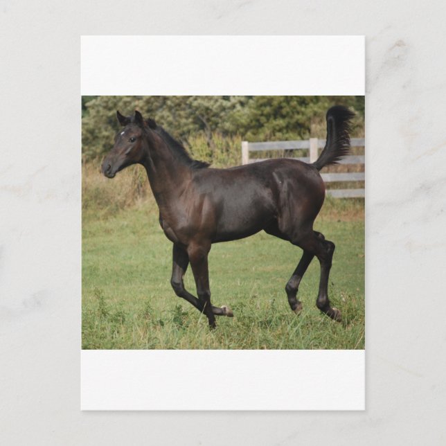 Postal Caballo Corriendo-2 (Anverso)