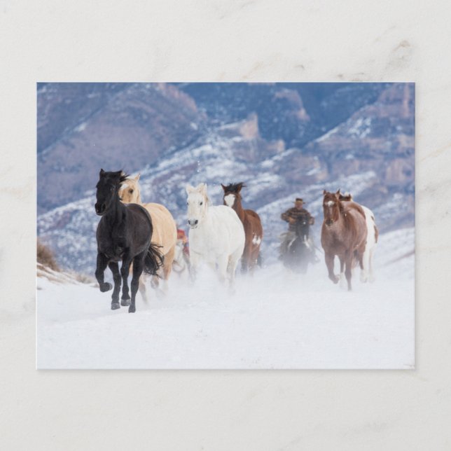Postal Caballo corriendo a través de la nieve (Anverso)