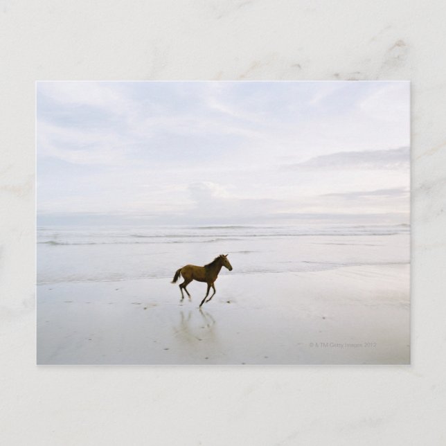 Postal Caballo corriendo por la playa (Anverso)