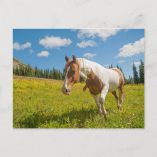 Postal Caballo curioso en una pradera alpina en verano