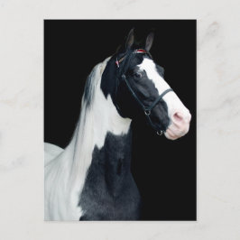Postal Caballo de albarda visto