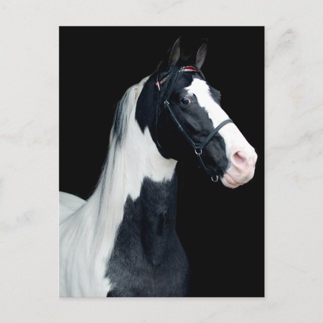 Postal Caballo de albarda visto (Anverso)