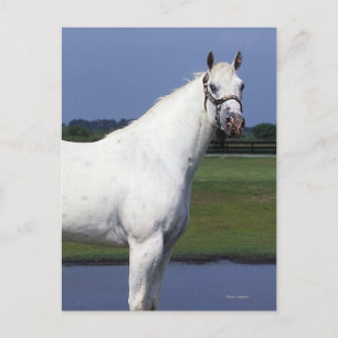 Postal Caballo de Appaloosa