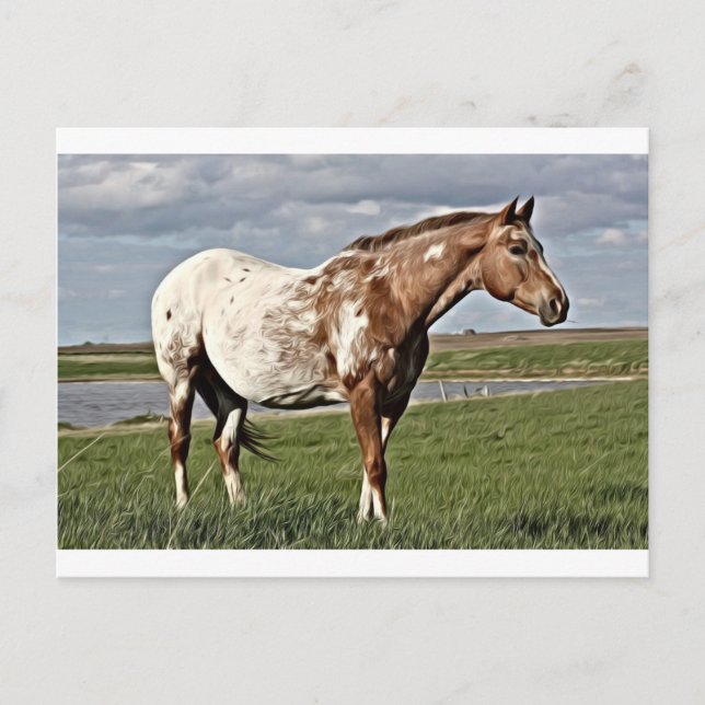 Postal Caballo de Appaloosa (Anverso)