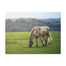 Caballo de Appaloosa