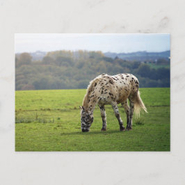 Postal Caballo de Appaloosa