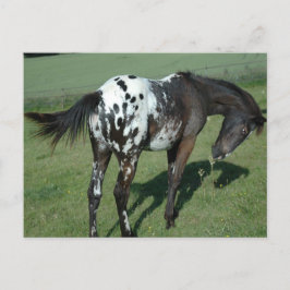 Postal Caballo de Appaloosa