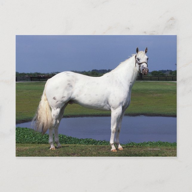 Postal Caballo de Appaloosa (Anverso)