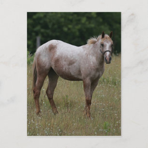 Postal Caballo de Appaloosa de pie en la hierba