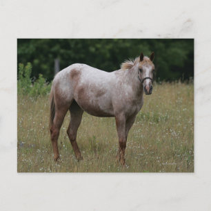 Postal Caballo de Appaloosa de pie en la hierba
