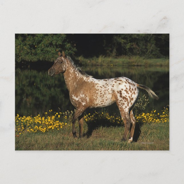 Postal Caballo de Appaloosa parado a orillas del lago (Anverso)