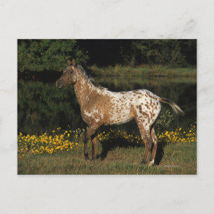 Postal Caballo de Appaloosa parado a orillas del lago