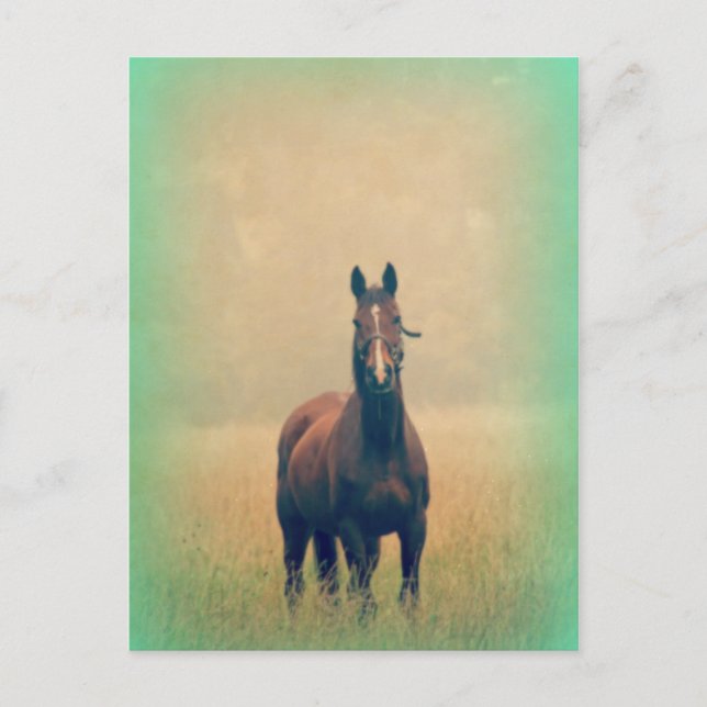Postal Caballo de Bahía de pie en un campo (Anverso)