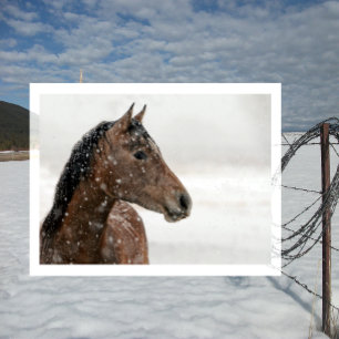 Postal Caballo de Bahía en suave caída de nieve