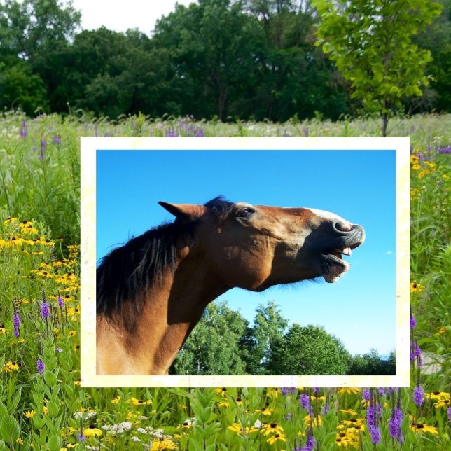 Postal Caballo de Bahía llorando al aire (Subido por el creador)