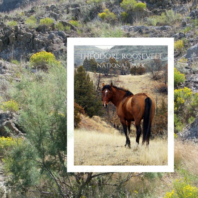 Postal Caballo de Bahía Salvaje. Parque nacional Theodore (Subido por el creador)