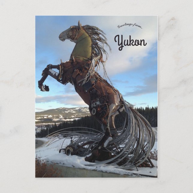 Postal Caballo de caballo blanco en Whitehorse Yukon Cana (Anverso)
