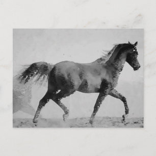 Postal Caballo de Caminata Blanco y Negro