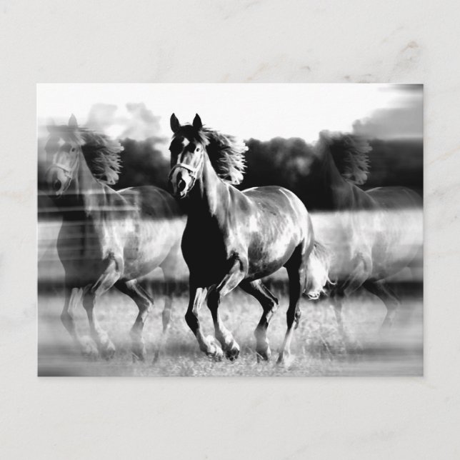 Postal Caballo de carreras de B&W (Anverso)