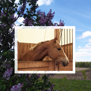 Postal Caballo de castaño con llamas en el establo