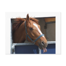 Caballo de castaño con queso