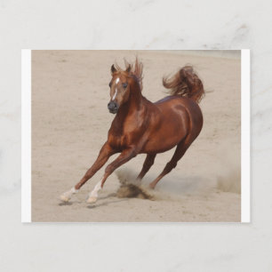 Postal Caballo de castaño marrón galopante hace la arena