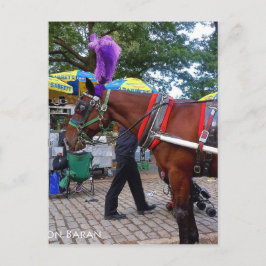 Postal Caballo de Central Park