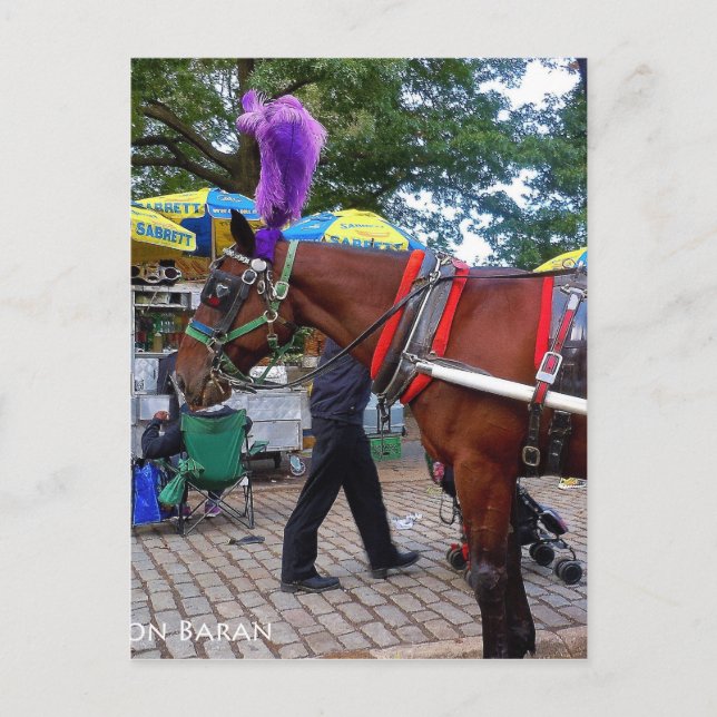 Postal Caballo de Central Park (Anverso)