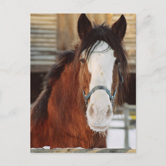 Postal Caballo de Clydesdale (Anverso)