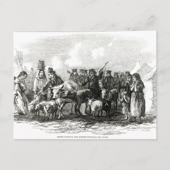 Postal Caballo de Conducción para Alquiler (Anverso)