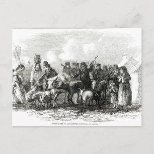 Postal Caballo de Conducción para Alquiler