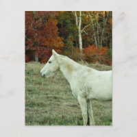 Caballo de crema blanca en campo otoñal