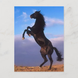 Postal Caballo de cría de Stallion negro salvaje