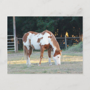Postal Caballo de cuartos 2