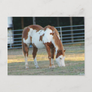 Postal Caballo de cuartos 3