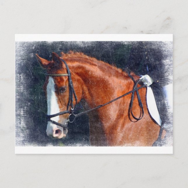 Postal Caballo de Dressage (Anverso)
