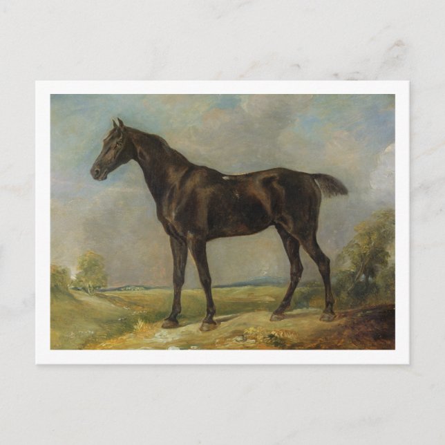 Postal Caballo de equitación negro de Golding Constable,  (Anverso)