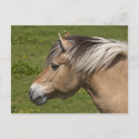 Caballo de fiordo noruego