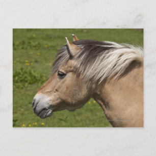 Postal Caballo de fiordo noruego