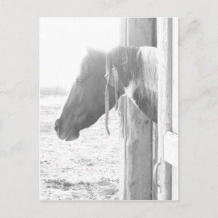 Postal Caballo de granero en fotografías en blanco y negr