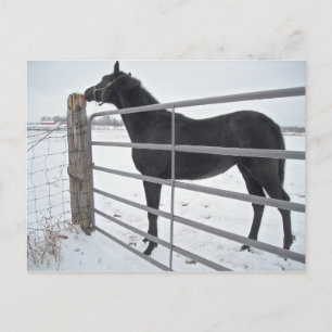 Postal Caballo de granja