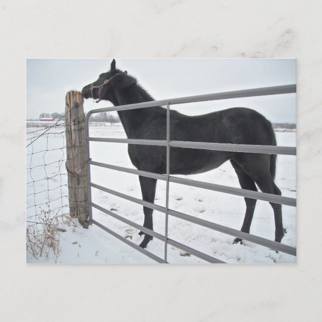 Postal Caballo de granja (Anverso)