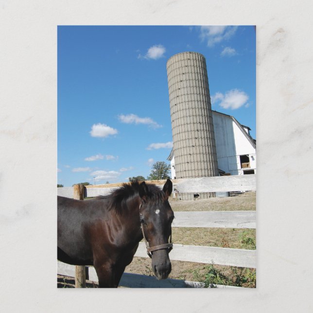 Postal Caballo de granja (Anverso)