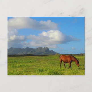 Postal Caballo de Hawái
