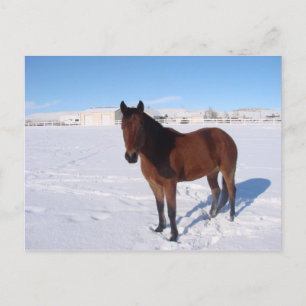 Postal Caballo de Invierno