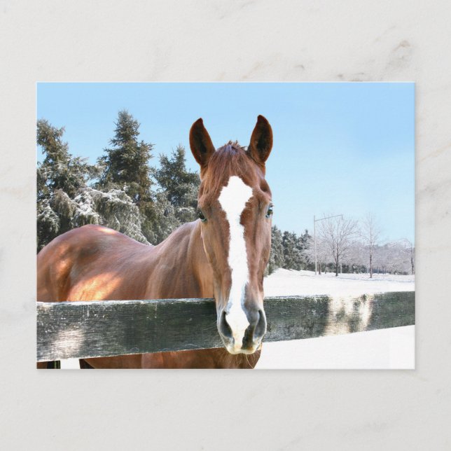 Postal Caballo de invierno (Anverso)